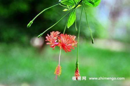 吊灯扶桑图片