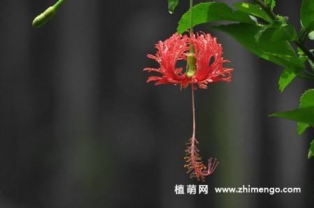 吊灯扶桑图片