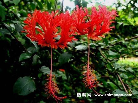 吊灯扶桑图片