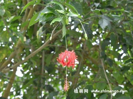 吊灯扶桑图片