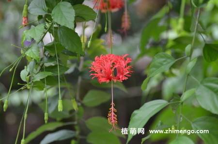 吊灯扶桑图片