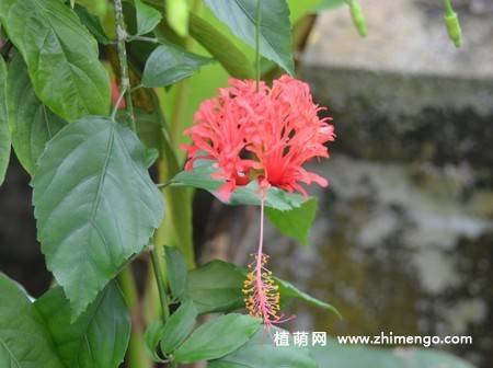 吊灯扶桑图片