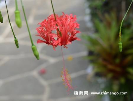 吊灯扶桑图片