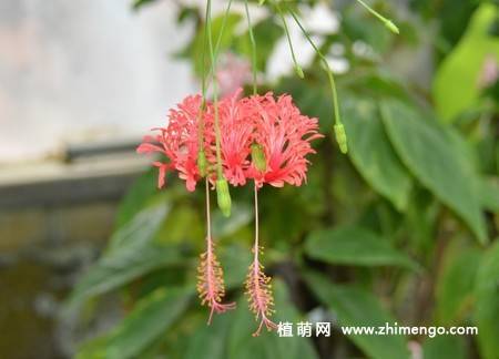 吊灯扶桑图片