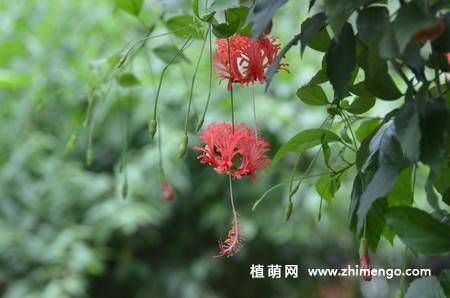 吊灯扶桑图片