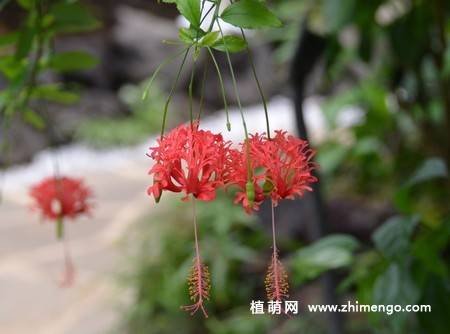 吊灯扶桑图片