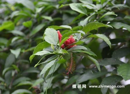 吊灯扶桑图片