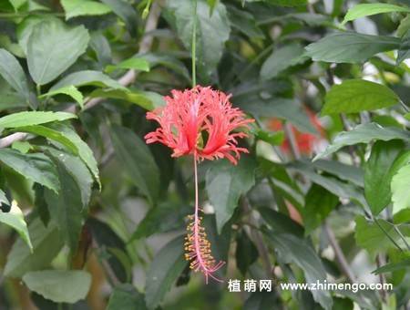 吊灯扶桑图片