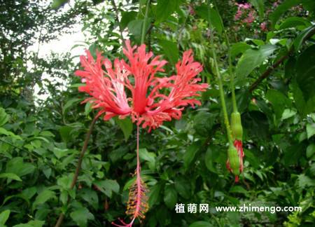 吊灯扶桑图片