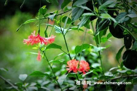 吊灯扶桑图片