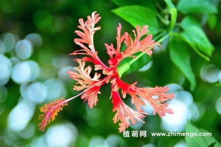 吊灯扶桑图片