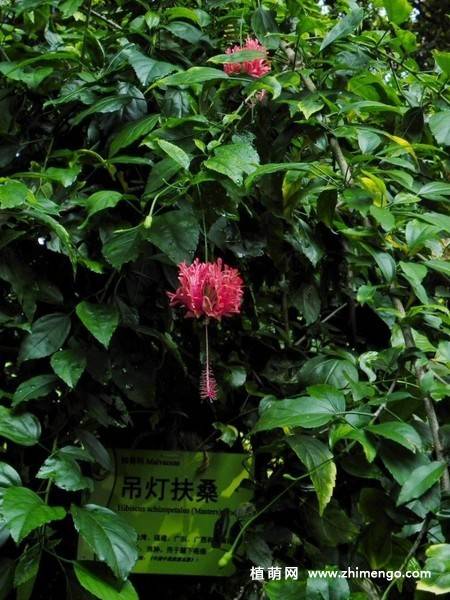 吊灯扶桑图片