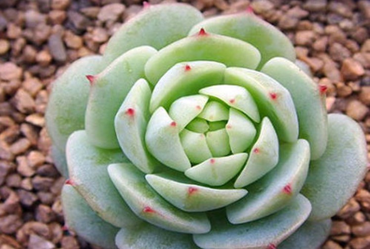 多肉静夜的花语是什么？