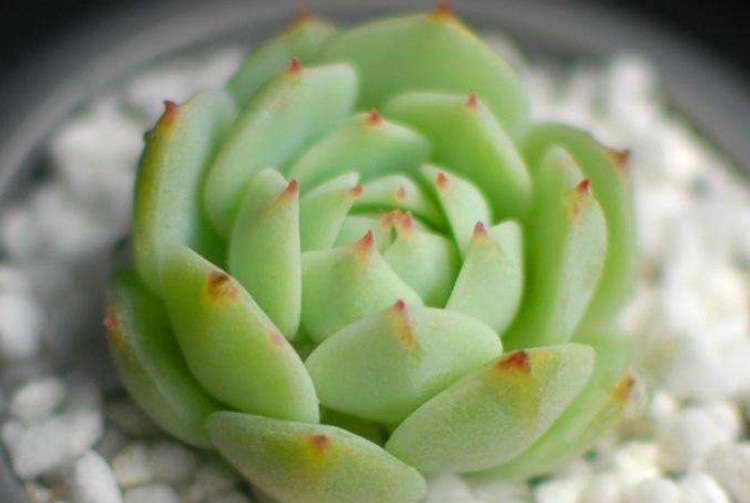 多肉静夜的花语是什么？