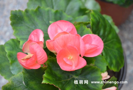 球根海棠和丽格海棠的区别