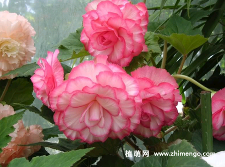 球根海棠和丽格海棠的区别