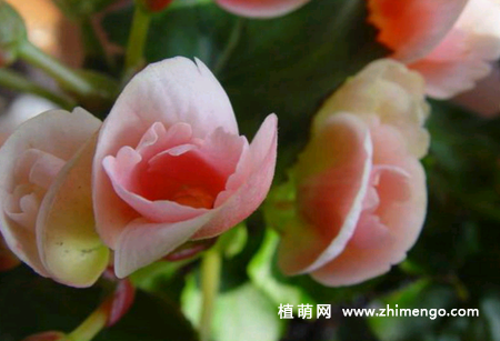 球根海棠和丽格海棠的区别
