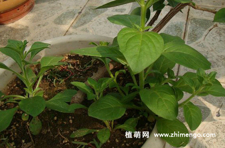 矮牵牛怎么打顶，为什么打顶