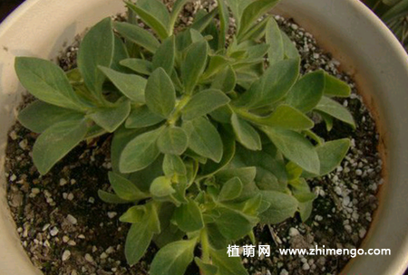 矮牵牛怎么打顶，为什么打顶