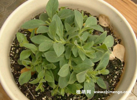 矮牵牛怎么打顶，为什么打顶