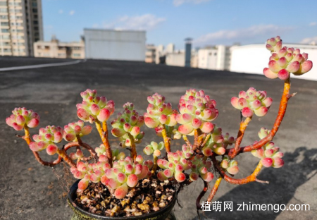 果冻乙女心怕冻吗？果冻乙女心养殖方法