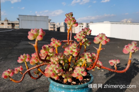 果冻乙女心怕冻吗？果冻乙女心养殖方法