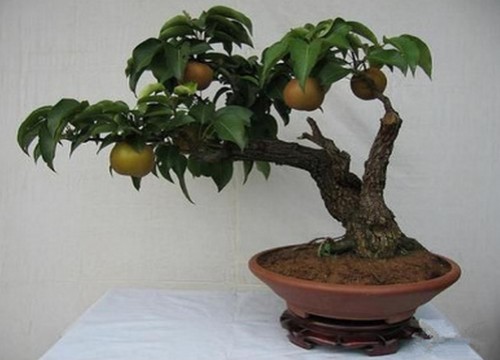 梨树盆景的制作与管理