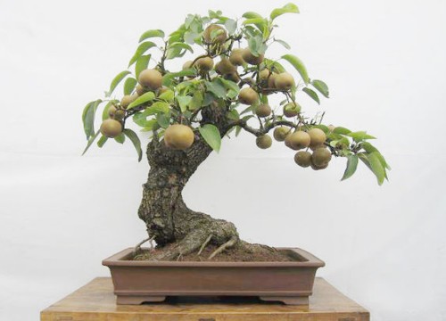梨树盆景的制作与管理