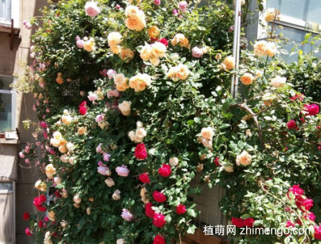 藤本月季怎么修剪，藤本月季修剪方法图解