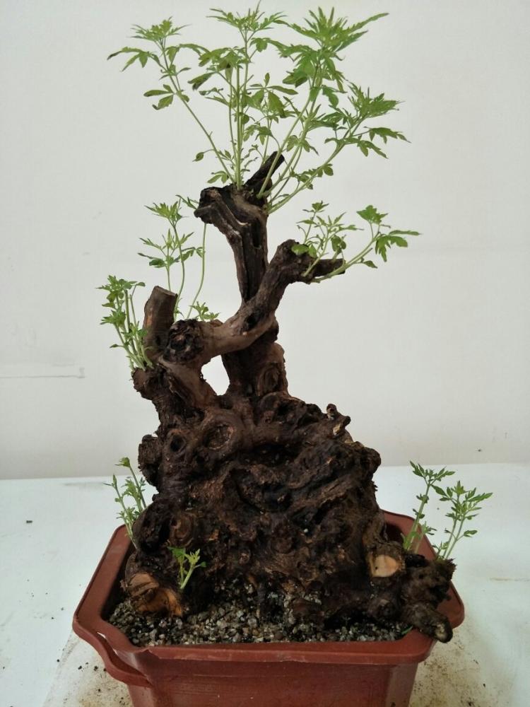 黄黄荆盆景图片