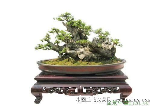 黄黄荆盆景图片