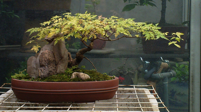 黄黄荆盆景图片