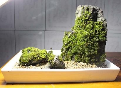 山水盆景辅苔点翠技艺