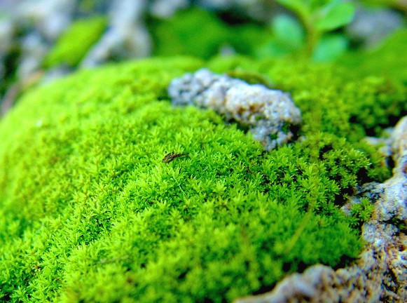 山水盆景辅苔点翠技艺
