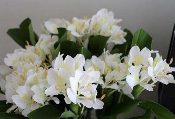 姜花的生长习性
