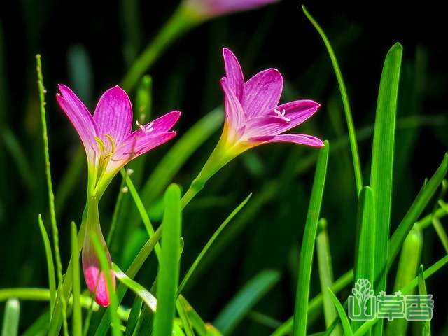韭兰的叶子和花朵有毒吗