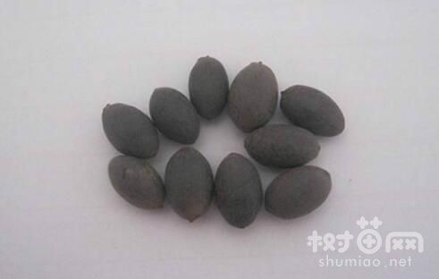 用沙子养荷花的方法