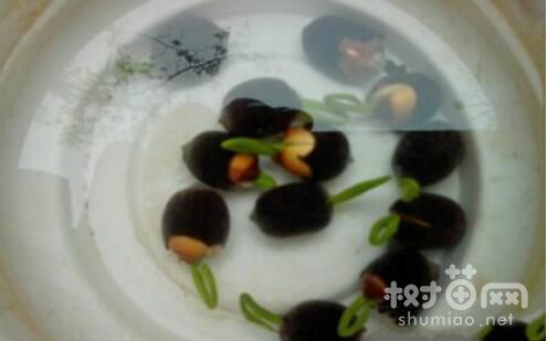 用沙子养荷花的方法
