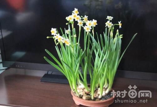 水仙花养殖注意事项