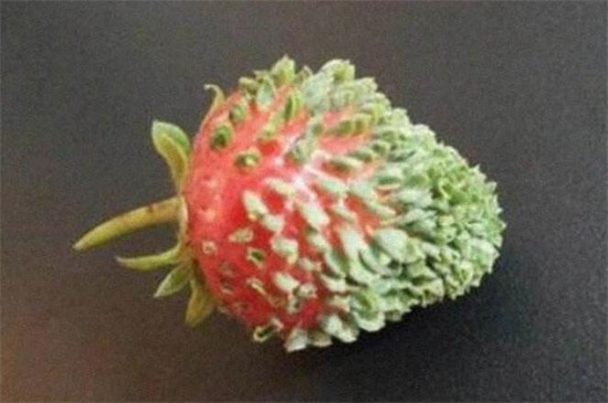 草莓芽的简介