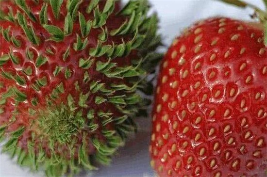 草莓芽的简介