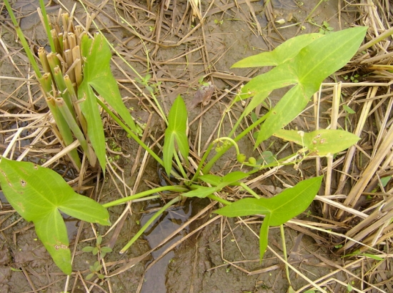 茨菰防癌抗癌作用大
