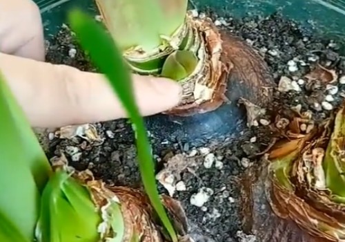 如何让朱顶红开花