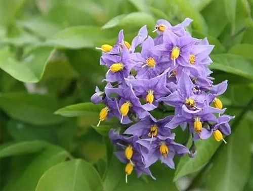 星花茄的养殖方法及繁殖 别名叫什么