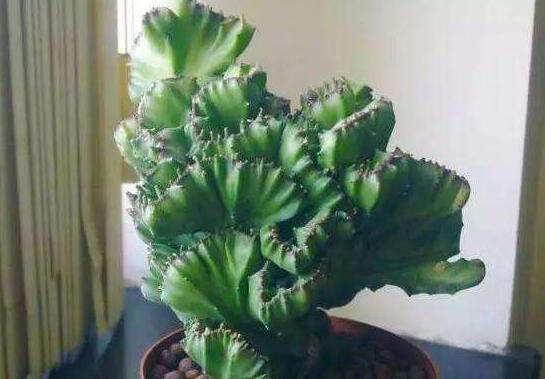 麒麟掌是促癌植物辟谣