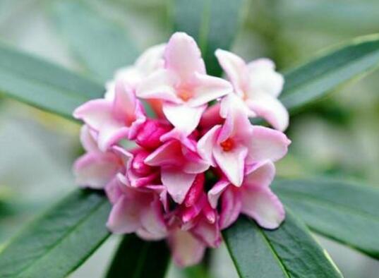 瑞香花名字的由来