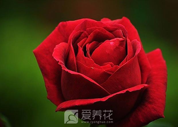 买玫瑰别买成月季 怎么辨别玫瑰的真假？玫瑰和月季的区别是什么？