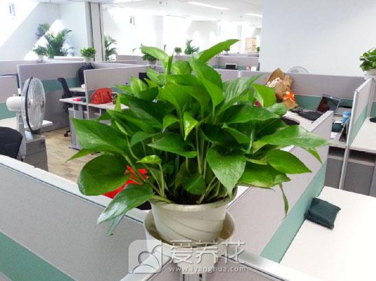 新房装修完以后，放上这几种植物，安全还环保