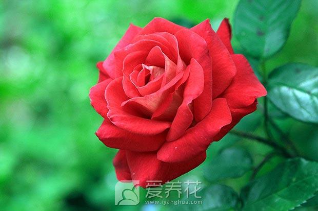 买玫瑰别买成月季 怎么辨别玫瑰的真假？玫瑰和月季的区别是什么？