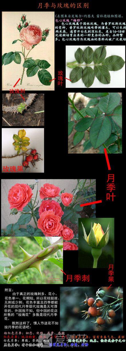 买玫瑰别买成月季 怎么辨别玫瑰的真假？玫瑰和月季的区别是什么？